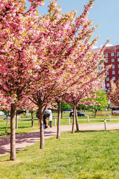 Blooming sakura trees at lviv street Ukraine