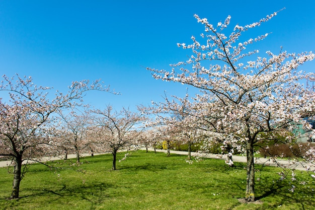 Blooming Sakura trees with blue skies