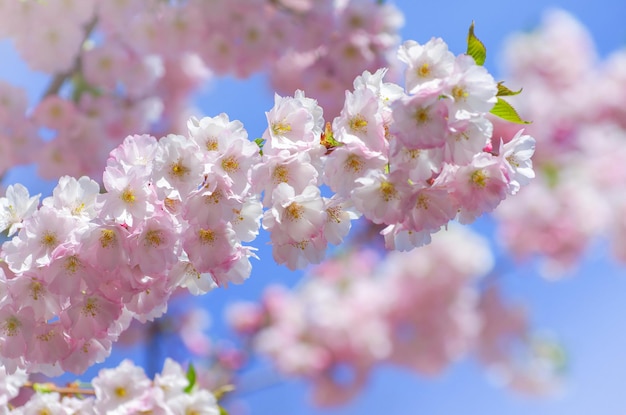 Blooming sakura with pink flowers in spring