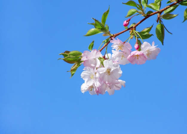 Blooming sakura with pink flowers in spring