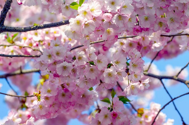 Blooming sakura with pink flowers in spring