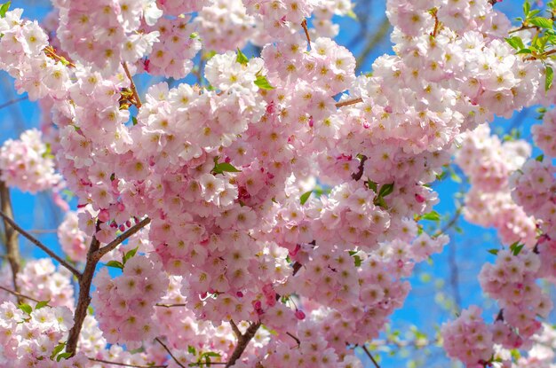 Blooming sakura with pink flowers in spring