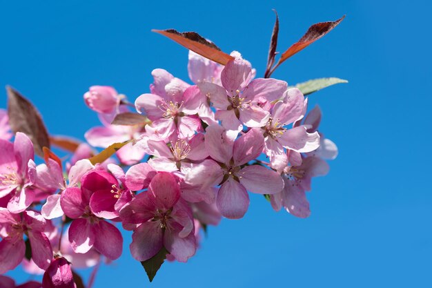 Цветущая сакура с розовыми лепестками весной в солнечный день на фоне голубого неба