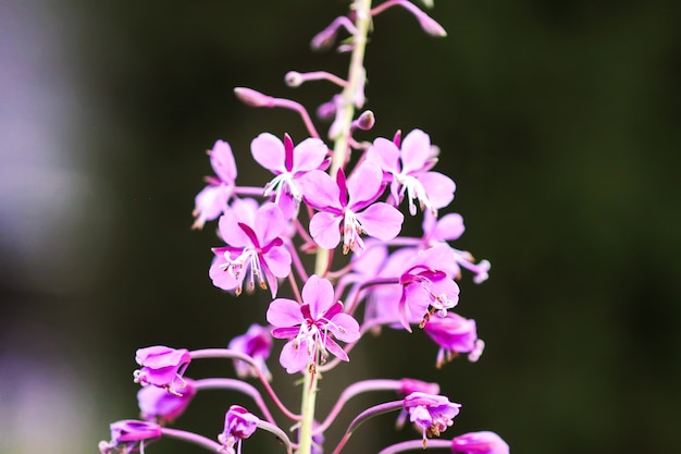 夏の庭に咲くサリーやヤナギランの美しいピンクの花。