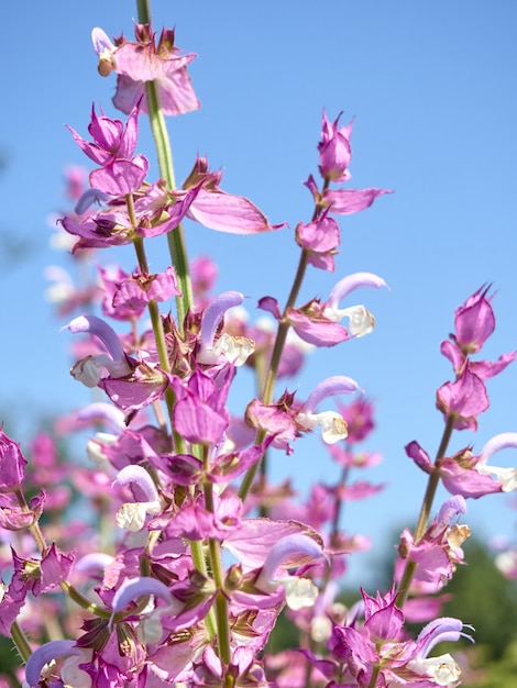 Blooming salvia sclarea in the garden.