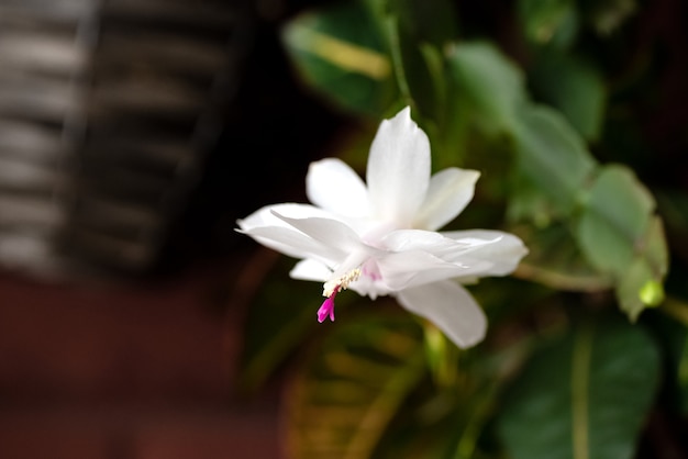 Blooming Schlumbergera cactus