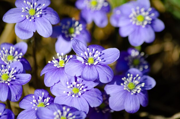 blooming Scilla pleases with bright colors