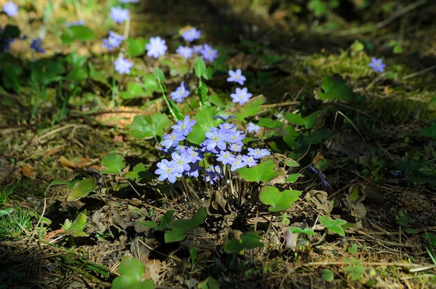 blooming Sclla in spring in the forest closeup