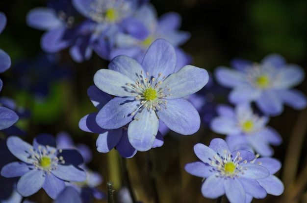 blooming Sclla in spring in the forest closeup