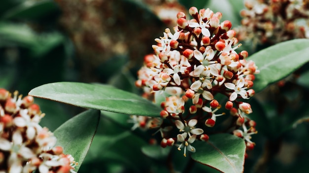 Blooming skimmia close up