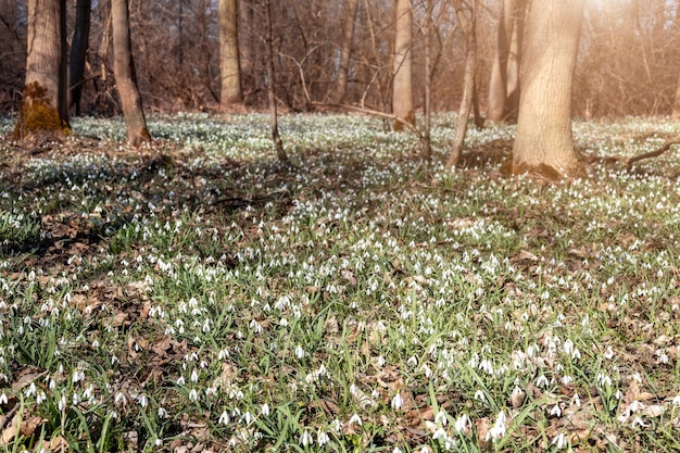 Blooming snowdrops in the forest Lots of snowdrops flower meadow green grass in the forest