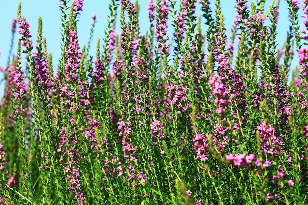 blooming Spiked Loosestrlfe or Purple Lythrum flowers field