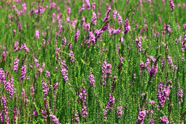 blooming Spiked Loosestrlfe or Purple Lythrum flowerspurple Lythrum flowers blooming in the garden