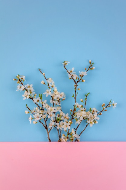 Blooming spring branches with white flowers on a blue and pink