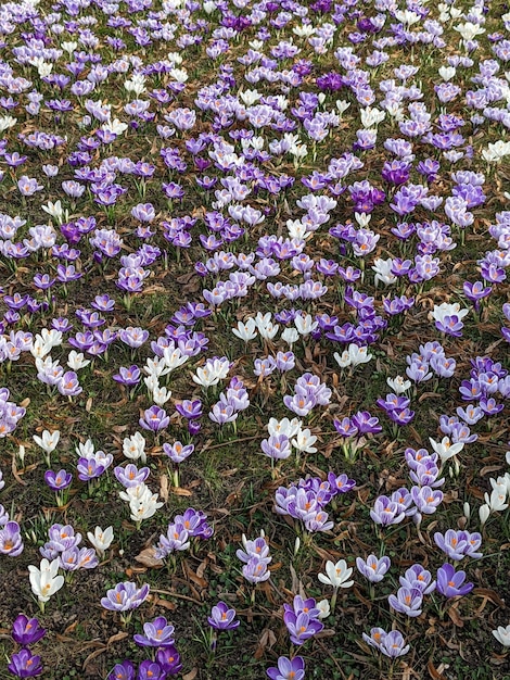 Blooming spring crocuses