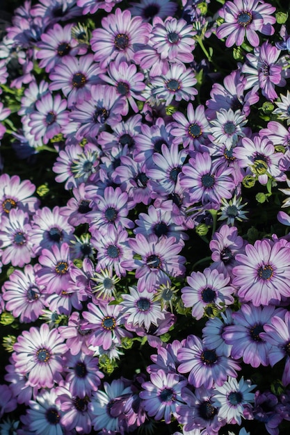 カラフルな背景として咲く春の花