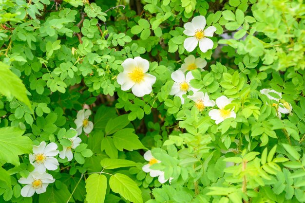 Blooming spring flowers Beautiful blooming wild rose bush dog rose Rosa canina closeup