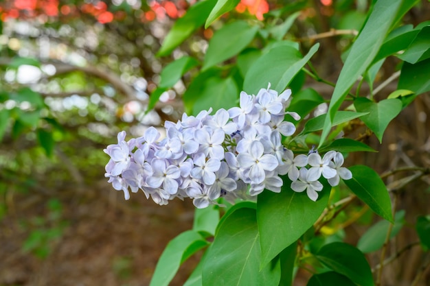 咲く春の花。ライラックの木の美しい花が咲きます。春のコンセプト。庭の木のライラックの枝。