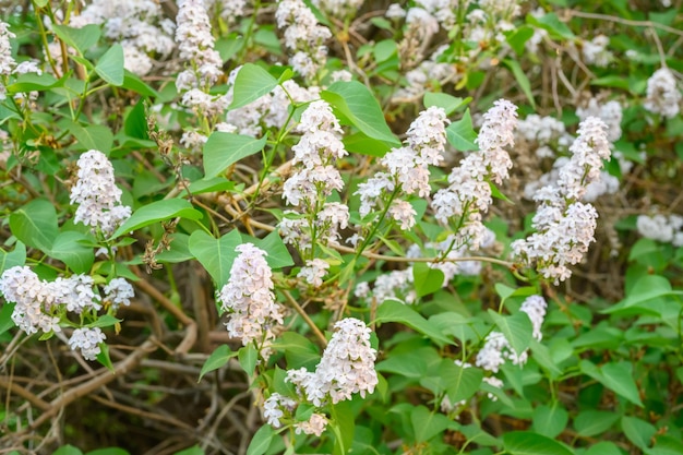 咲く春の花。ライラックの木の美しい花が咲きます。春のコンセプト。庭の木のライラックの枝。