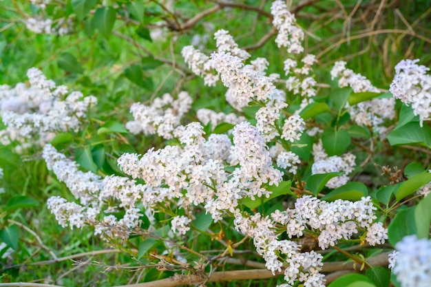 咲く春の花。ライラックの木の美しい花が咲きます。春のコンセプト。庭の木のライラックの枝。