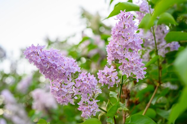 Blooming spring flowers. Beautiful flowering flowers of lilac tree. The spring concept. The branches of lilac on a tree in a garden.