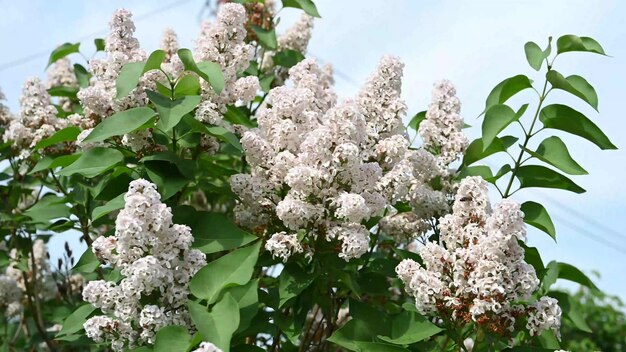 Foto fiori primaverili in fiore bellissimi fiori fioriti di albero di lillà concetto di primavera i rami di lillà su un albero in un giardino