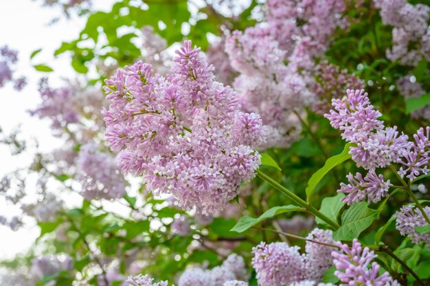 咲く春の花ライラックの木の美しい花花春のコンセプト庭の木のライラックの枝