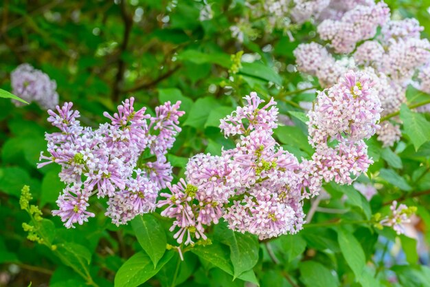 春の花が ⁇ く 春の花が ⁇ く 春の花が ⁇ く 春の花が ⁇ く