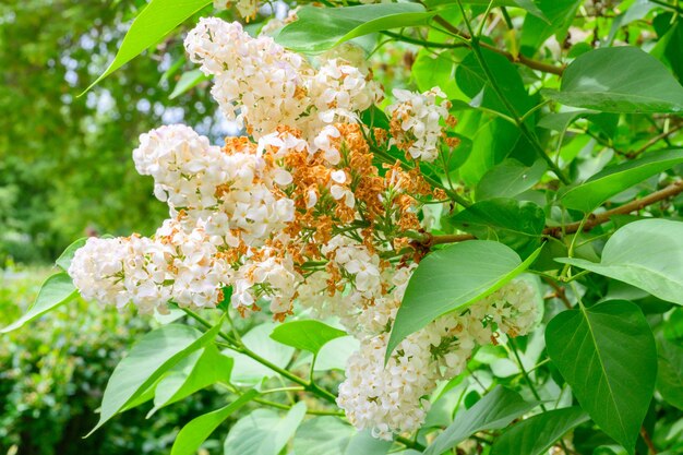 Blooming spring flowers Beautiful flowering flowers of lilac tree Spring concept The branches of lilac on a tree in a garden