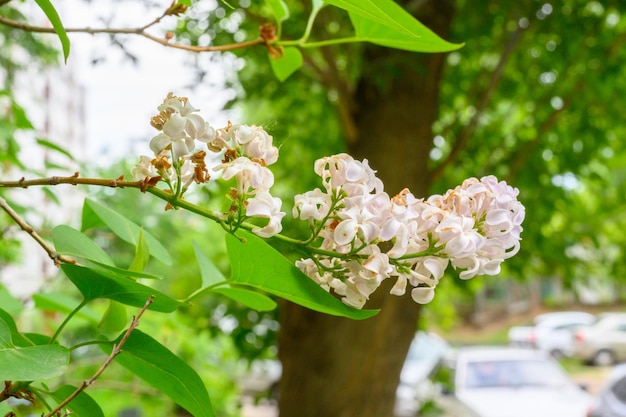 咲く春の花ライラックの木の美しい開花花春のコンセプトの枝