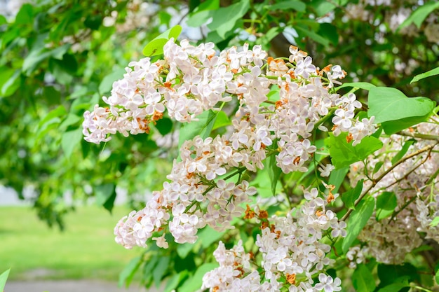 咲く春の花ライラックの木の美しい花花春のコンセプト庭の木のライラックの枝