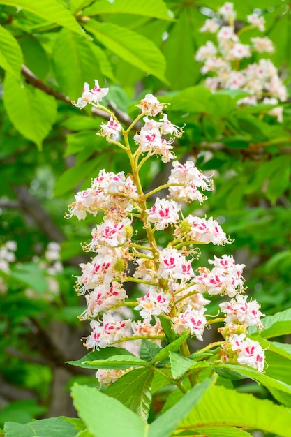 Blooming spring flowers Flowering of a horse chestnut White chestnut flowers on tree leaves background Aesculus hippocastanum Flowers of a tree a chestnut