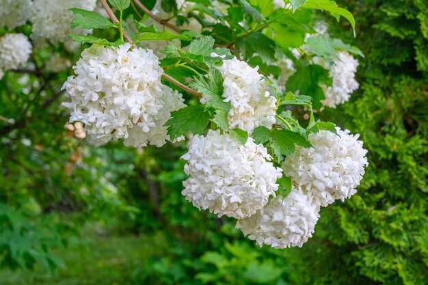 咲く春の花咲くガマズミ属の木の大きくて美しい白いボールroseumboulede neig