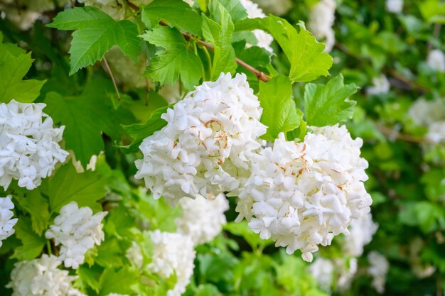 咲く春の花咲くガマズミ属の木の大きくて美しい白いボールroseumboulede neig