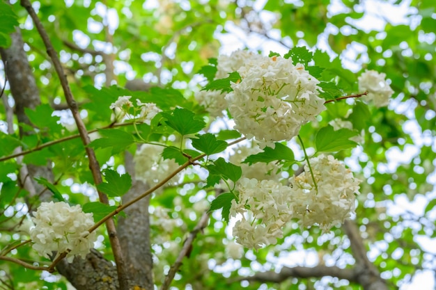咲く春の花。咲くViburnumopulus Roseum（Boule de Neige）の大きくて美しい白いボール。ホワイトグエルダーローズまたはViburnumopulus Sterilis、スノーボールブッシュ、ヨーロピアンスノーボールは低木です。