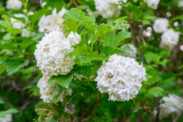 Blooming spring flowers. Large beautiful white balls of blooming Viburnum opulus Roseum Boule de Neige . White Guelder Rose or Viburnum opulus Sterilis, Snowball Bush, European Snowball.