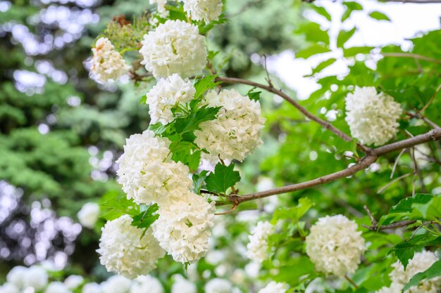 咲く春の花咲く大きな美しい白いボールViburnumopulusRoseum Boule de Neige WhiteGuelderRoseまたはViburnumopulusSterilis Snowball Bush European Snowball