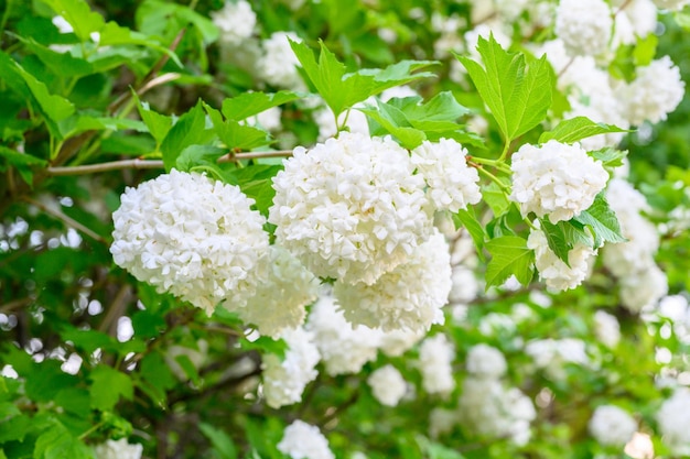 피는 봄 꽃 피는 Viburnum opulus Roseum Boule de Neige White Guelder Rose 또는 Viburnum opulus Sterilis Snowball Bush European Snowball의 크고 아름다운 흰색 공