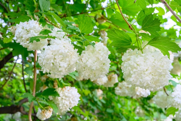 피는 봄 꽃 피는 Viburnum opulus Roseum Boule de Neige White Guelder Rose 또는 Viburnum opulus Sterilis Snowball Bush European Snowball의 크고 아름다운 흰색 공