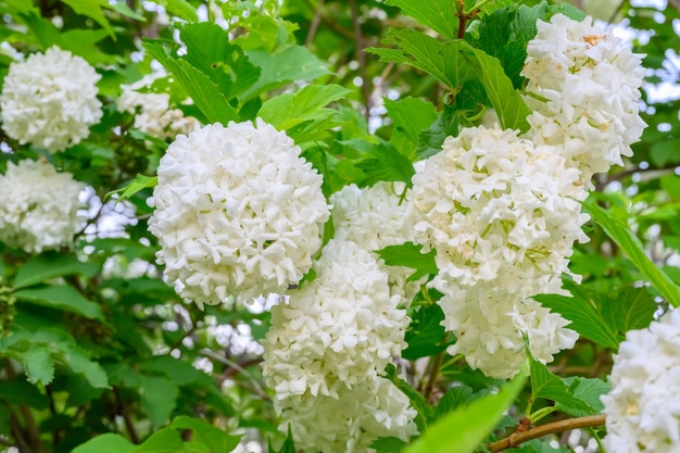 写真 咲く春の花 咲くガマズミ属のオプルスの大きな美しい白いボール ロゼウム ブール ド ネージュ ホワイト ゲルダー ローズまたはガマズミのオプルス ステリス スノーボール ブッシュ ヨーロッパのスノーボール