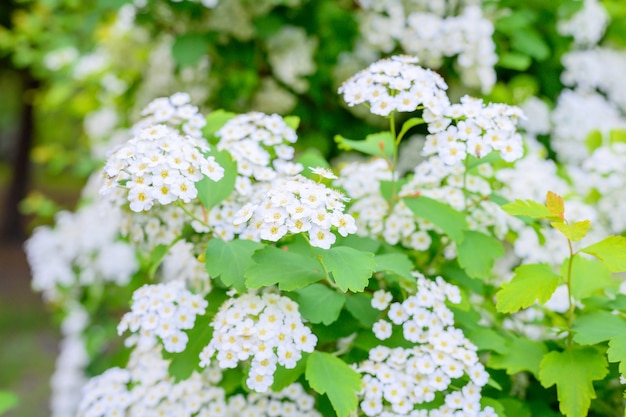 Blooming spring flowers. Lobularia maritima flowers (Alyssum maritimum, Sweet Alyssum, Sweet Alison) is a species of low-growing flowering plant in family Brassicaceae.