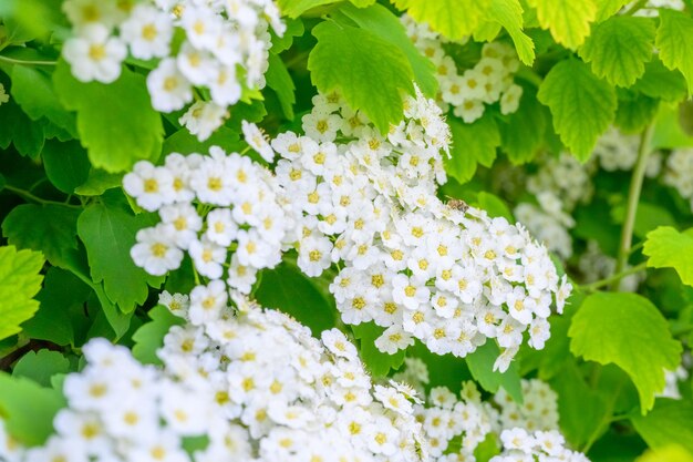 Blooming spring flowers lobularia maritima flowers alyssum maritimum sweet alyssum sweet alison is a