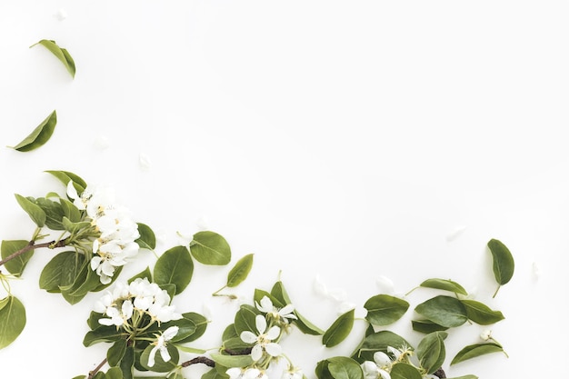 Цветущие весенние ветки груши на белом фоне цветочная рамка вид сверху плоская планировка Весенняя концепция