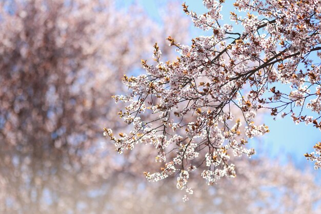 Blooming spring pink apple tree branch on the right in the photo close up on a background