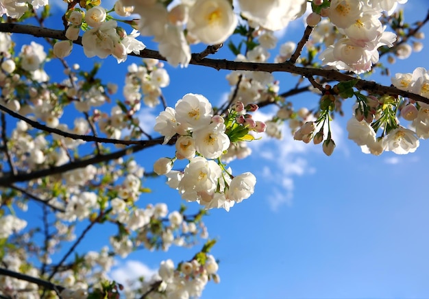 Blooming spring tree branch background