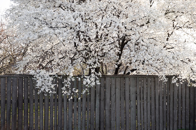 Blooming spring tree with white beautiful flowers.