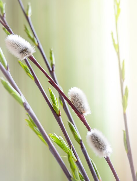 Blooming spring willow twigs in sunlight