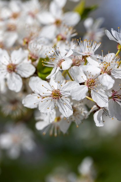 Blooming in the springtime of the year fruit trees in the garden