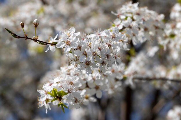 Blooming in the springtime of the year fruit trees in the garden