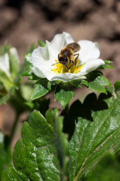 Blooming strawberries in the garden a bee pollinates flowers